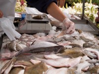 Porque es mejor comprar el pescado de temporada