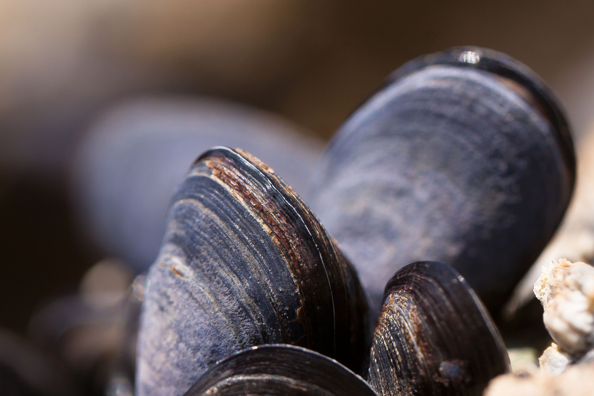 Como saber si los mejillones están en buen estado