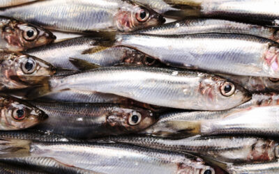La sardina: curiosidades y características
